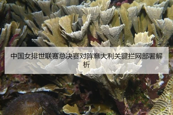 中国女排世联赛总决赛对阵意大利关键拦网部署解析